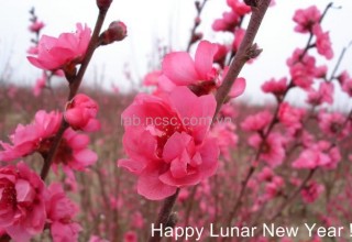 Happy Lunar New Year 2018 !